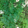 Akácfa, fehér akác, Robinia pseudoacacia levél