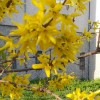 aranyvessző bokor, aranyfa, aranyeső, forsythia europaea virága