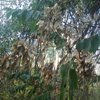bálványfa termés