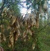 bálványfa termés