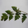 csörgőfa, koelreuteria paniculata levél