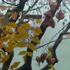 csörgőfa, koelreuteria paniculata termés