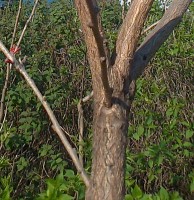 csörgőfa, koelreuteria paniculata törzs, kéreg