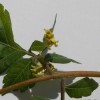 csörgőfa, koelreuteria paniculata virága
