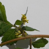 csörgőfa, koelreuteria paniculata virága