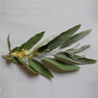 Ezüstfa, Hamis olajfa, Hamis olajbogyó bokor, Elaeagnus angustifolia levél