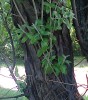 Ezüstfa, Hamis olajfa, Hamis olajbogyó bokor, Elaeagnus angustifolia törzs, kéreg