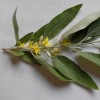Ezüstfa, Hamis olajfa, Hamis olajbogyó bokor, Elaeagnus angustifolia virága