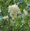 kőrisfa, Fraxinus virág